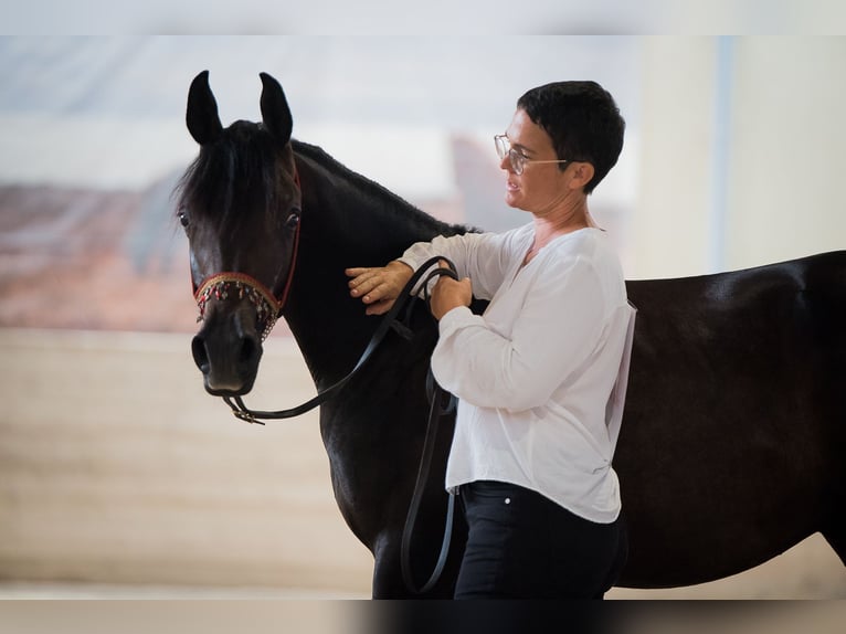 Arabiskt fullblod Hingst 1 år 154 cm in Koprivnica