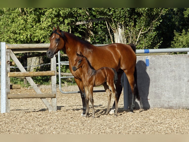 Arabiskt fullblod Hingst 1 år 154 cm Grå in Ammerbuch