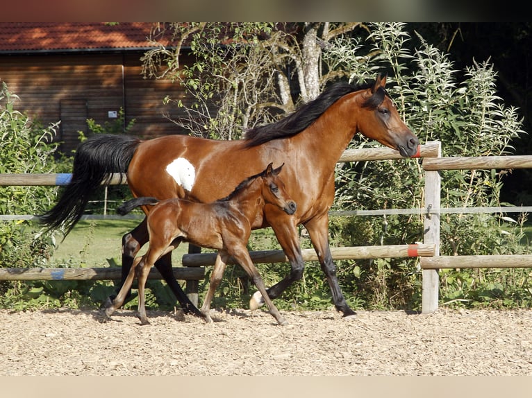 Arabiskt fullblod Hingst 1 år 154 cm Grå in Ammerbuch