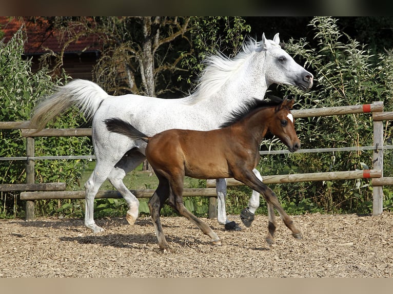 Arabiskt fullblod Hingst 1 år 154 cm Grå in AmmerbuchAmmerbuch