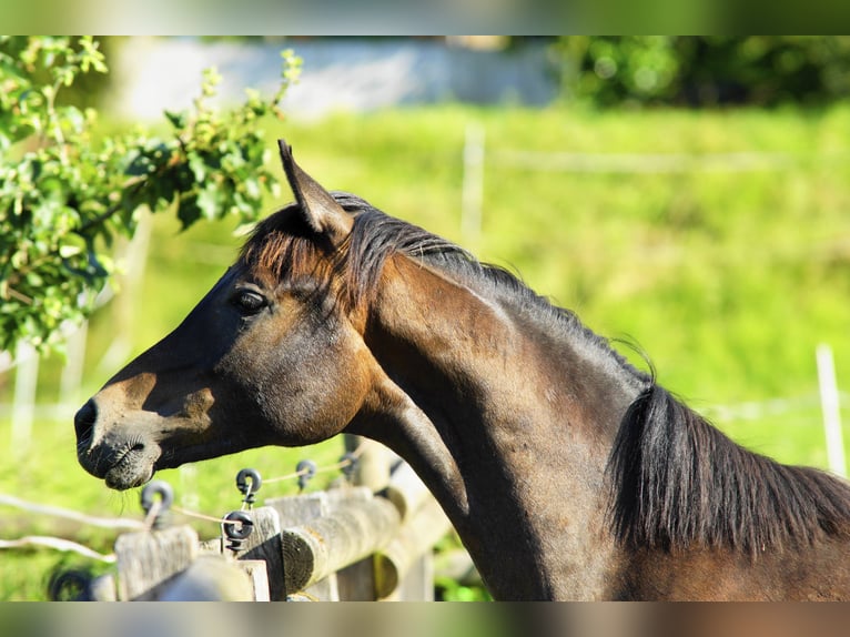 Arabiskt fullblod Hingst 1 år 154 cm Grå in AmmerbuchAmmerbuch