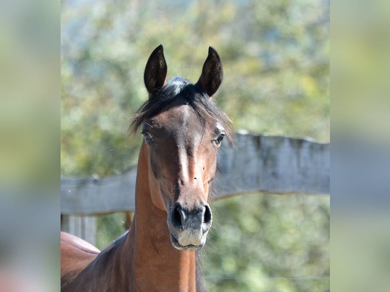 Arabiskt fullblod Hingst 1 år 155 cm Brun in Koprivnica