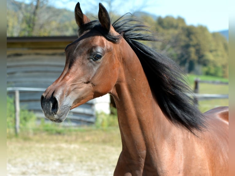 Arabiskt fullblod Hingst 1 år 155 cm Brun in Koprivnica