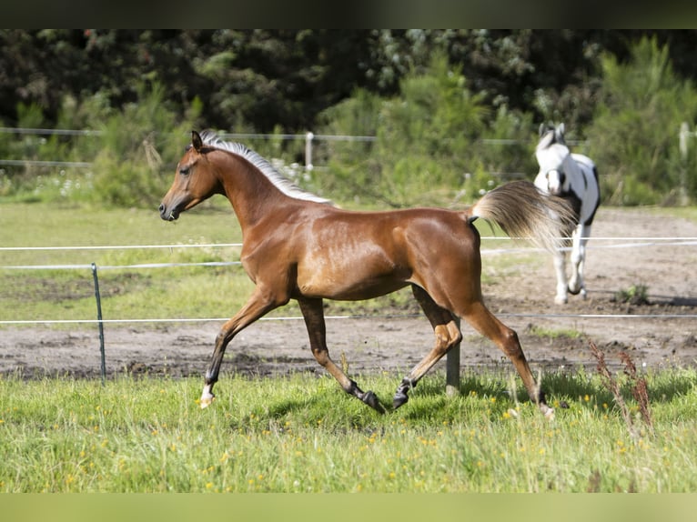 Arabiskt fullblod Hingst 1 år 155 cm Brun in Gram