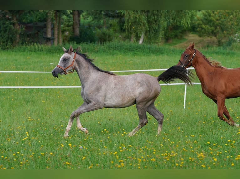 Arabiskt fullblod Hingst 1 år 155 cm Grå in Gemünden (Felda)