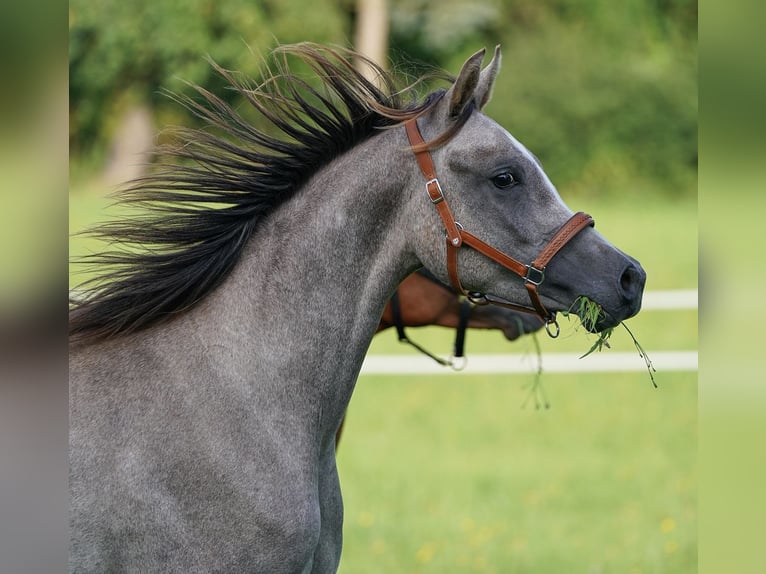 Arabiskt fullblod Hingst 1 år 155 cm Grå in Gemünden (Felda)