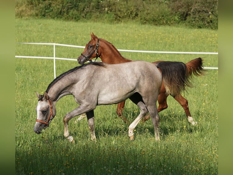 Arabiskt fullblod Hingst 1 år 155 cm Grå in Gemünden (Felda)