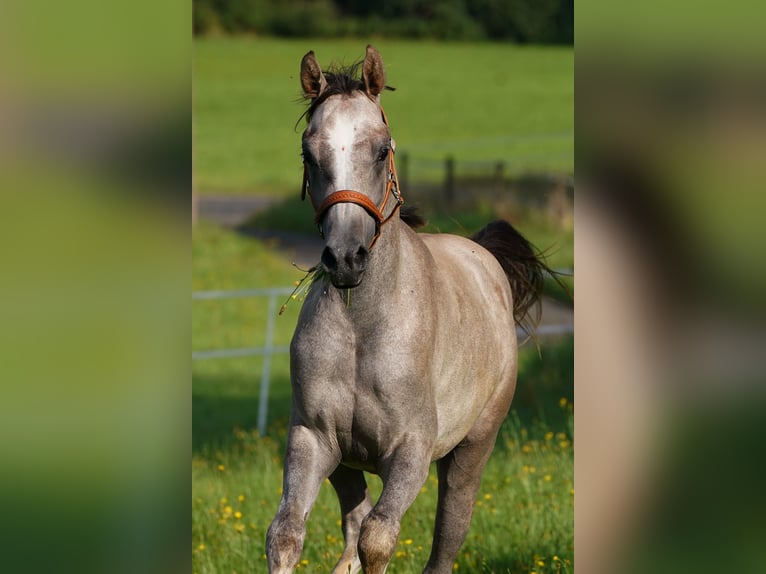 Arabiskt fullblod Hingst 1 år 155 cm Grå in Gemünden (Felda)