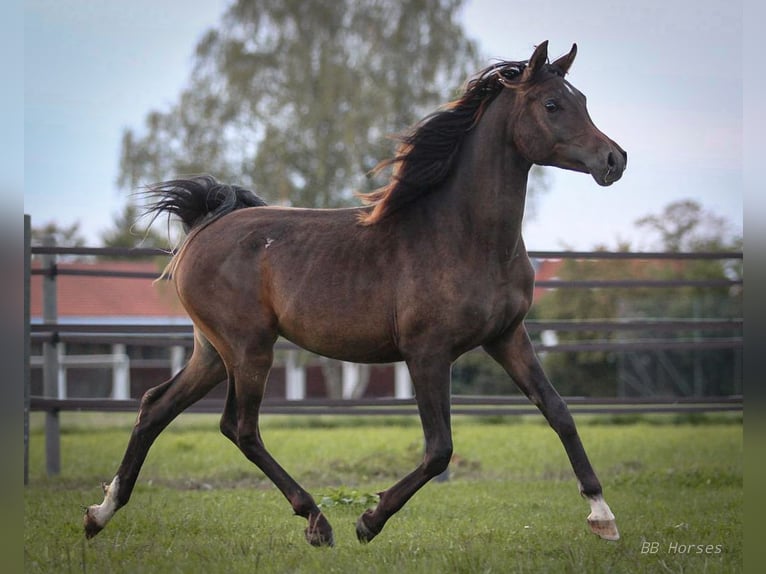 Arabiskt fullblod Hingst 1 år 155 cm Mörkbrun in Pastetten