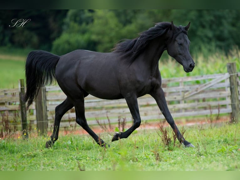 Arabiskt fullblod Hingst 1 år 155 cm Svart in Hagendorn