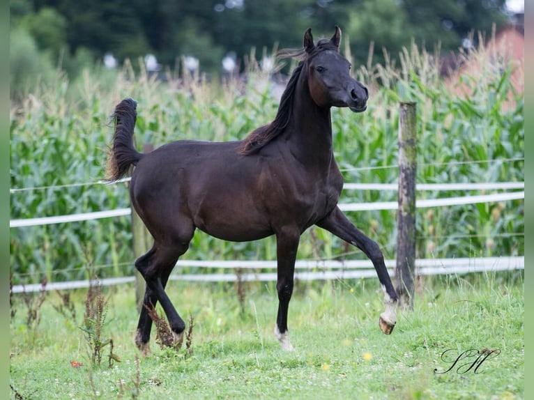 Arabiskt fullblod Hingst 1 år 155 cm Svart in Hagendorn