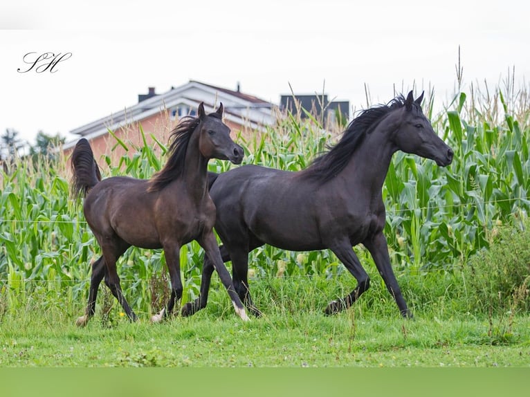 Arabiskt fullblod Hingst 1 år 155 cm Svart in Hagendorn