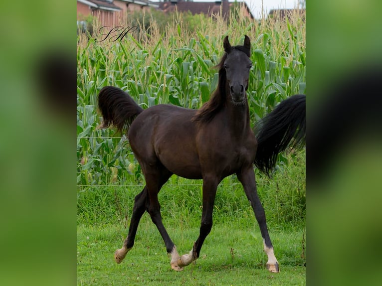 Arabiskt fullblod Hingst 1 år 155 cm Svart in Hagendorn