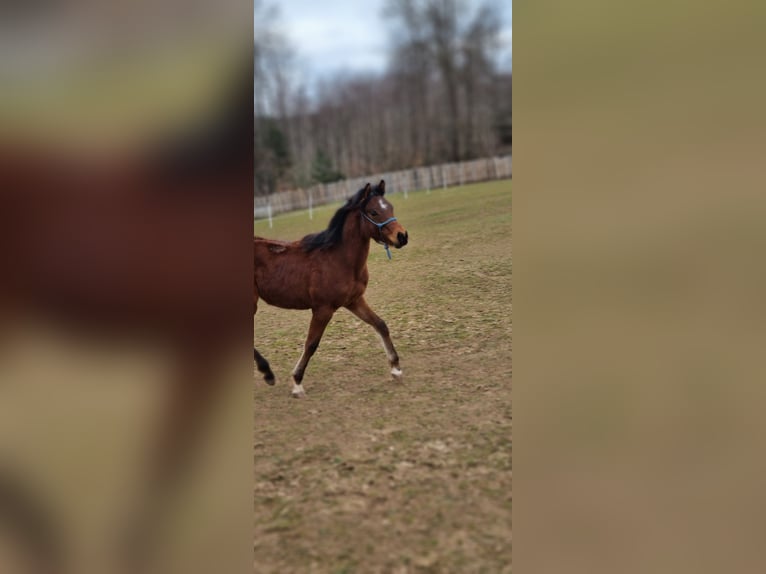 Arabiskt fullblod Hingst 1 år 156 cm Brun in Pleinfeld