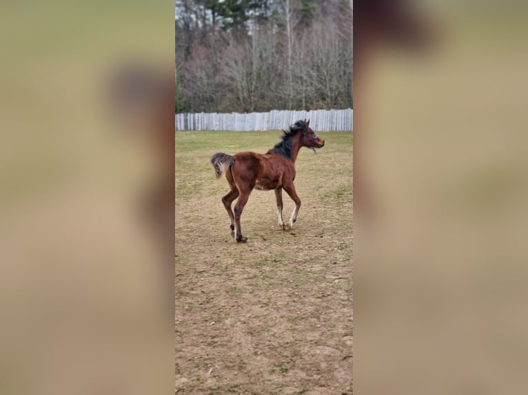 Arabiskt fullblod Hingst 1 år 156 cm Brun in Pleinfeld