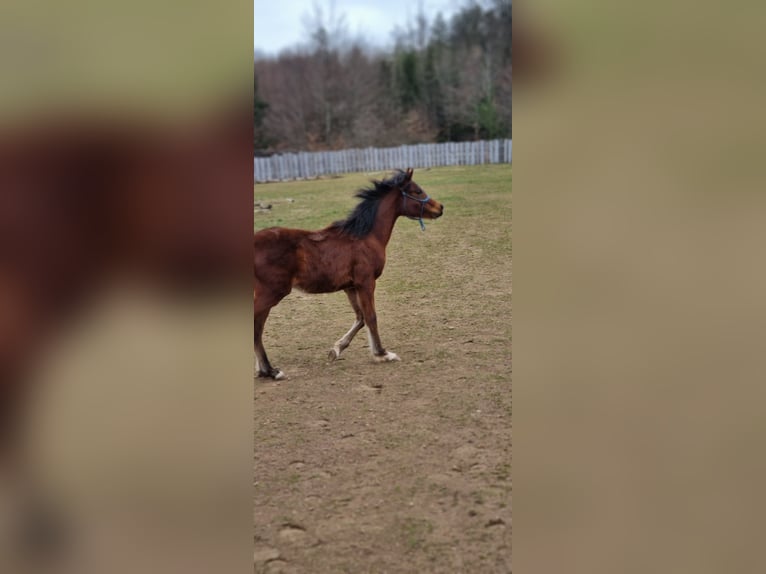 Arabiskt fullblod Hingst 1 år 156 cm Brun in Pleinfeld