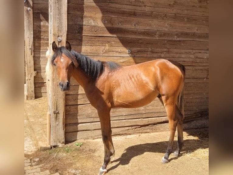 Arabiskt fullblod Hingst 1 år 156 cm Brun in Pleinfeld