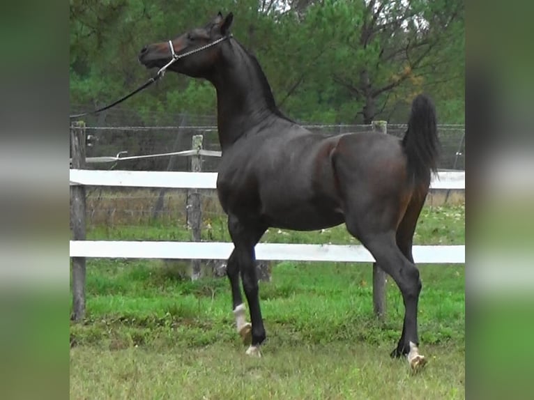 Arabiskt fullblod Hingst 1 år 157 cm Mörkbrun in Bordeaux