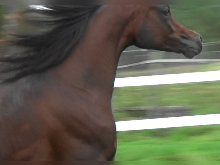 Arabiskt fullblod Hingst 1 år 157 cm Mörkbrun in Bordeaux