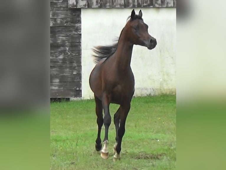 Arabiskt fullblod Hingst 1 år 157 cm Mörkbrun in Bordeaux