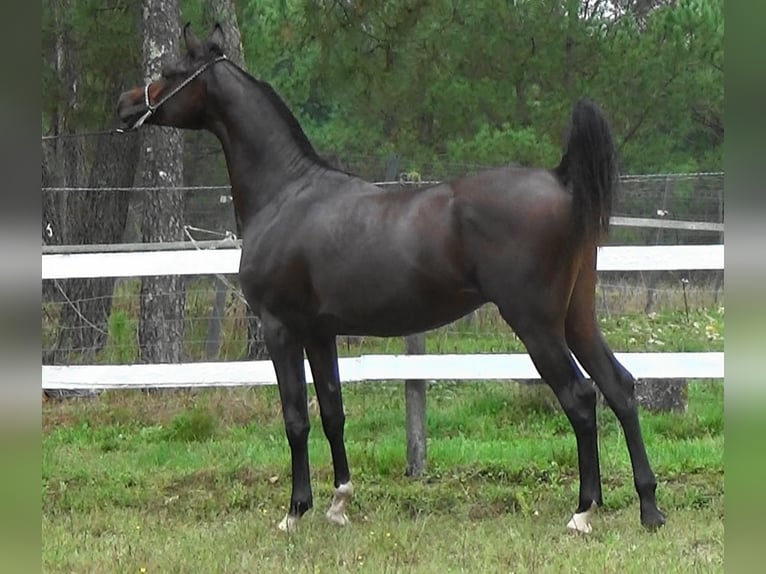 Arabiskt fullblod Hingst 1 år 157 cm Mörkbrun in Bordeaux