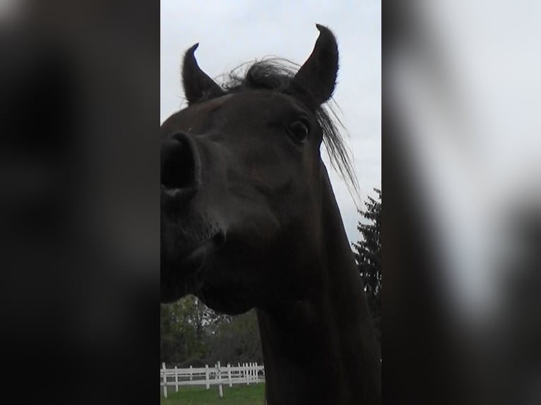 Arabiskt fullblod Hingst 1 år 157 cm Mörkbrun in Bordeaux