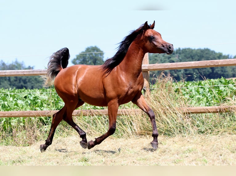 Arabiskt fullblod Hingst 1 år 158 cm Brun in Essenbach