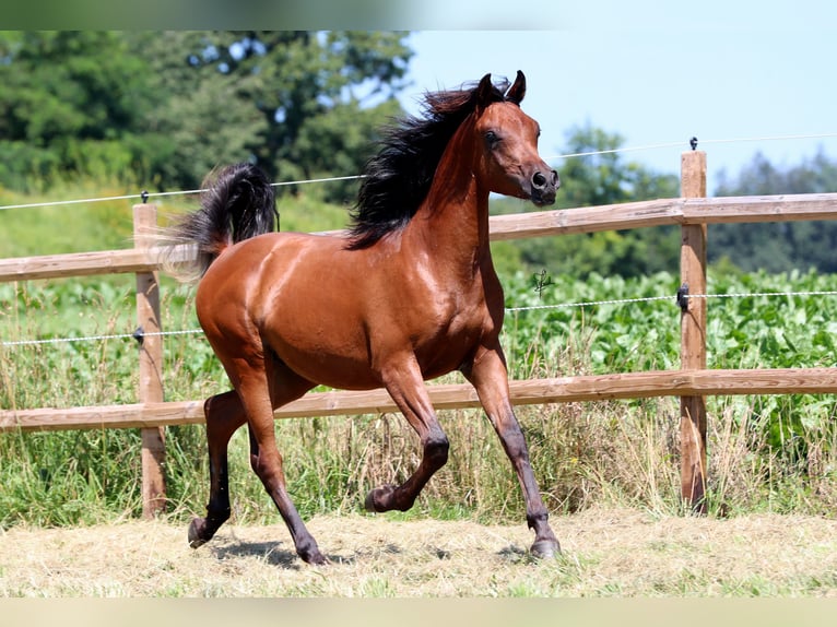 Arabiskt fullblod Hingst 1 år 158 cm Brun in Essenbach