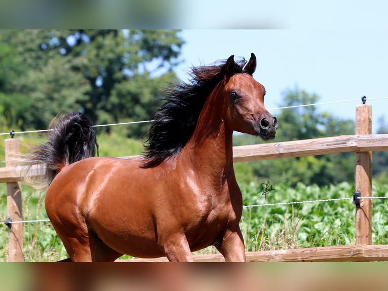 Arabiskt fullblod Hingst 1 år 158 cm Brun in Essenbach