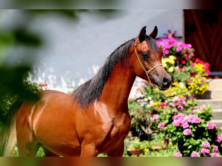 Arabiskt fullblod Hingst 1 år 158 cm Brun in Essenbach