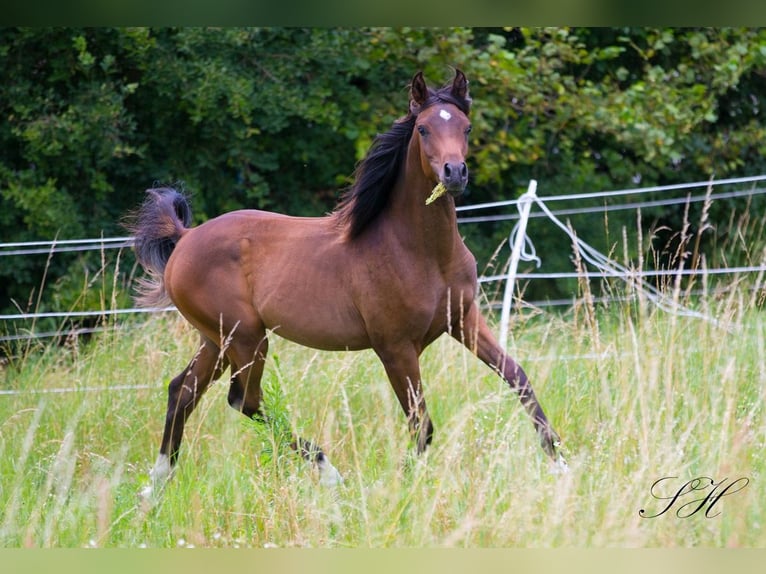 Arabiskt fullblod Hingst 1 år 158 cm Mörkbrun in Brieselang