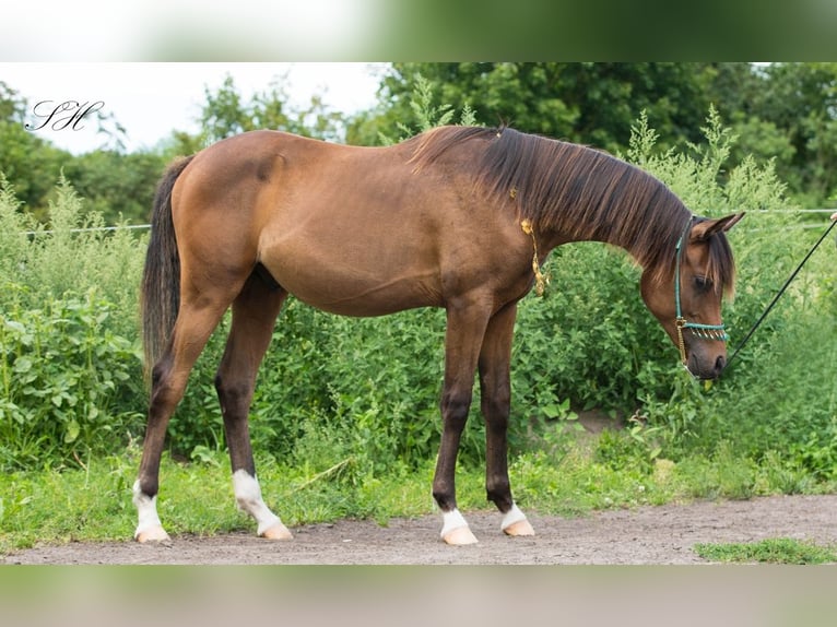 Arabiskt fullblod Hingst 1 år 158 cm Mörkbrun in Brieselang