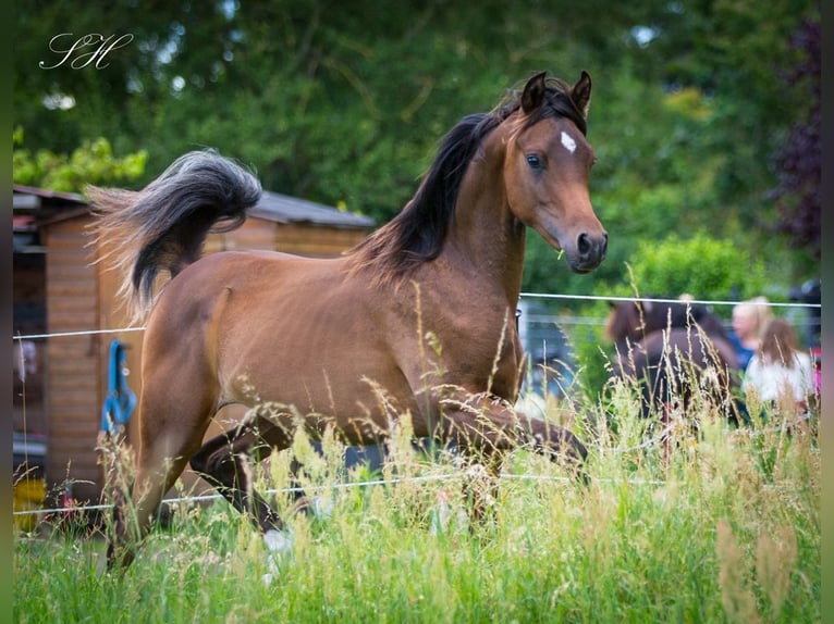 Arabiskt fullblod Hingst 1 år 158 cm Mörkbrun in Brieselang