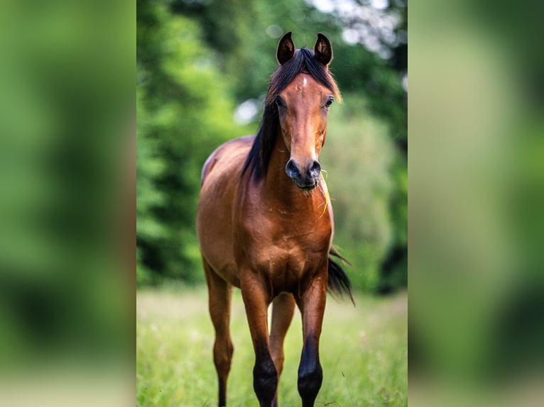 Arabiskt fullblod Hingst 1 år Brun in Herzberg am Harz