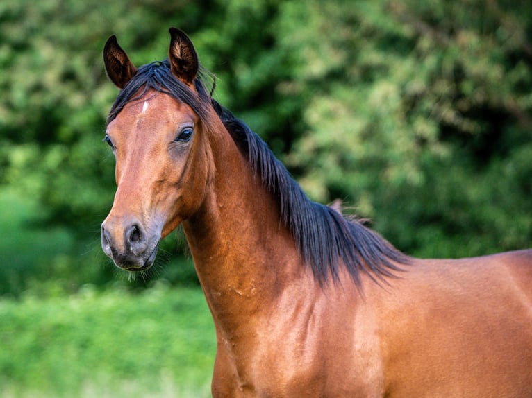 Arabiskt fullblod Hingst 1 år Brun in Herzberg am Harz