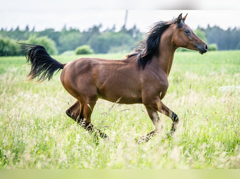 Arabiskt fullblod Hingst 1 år Brun in Herzberg am Harz