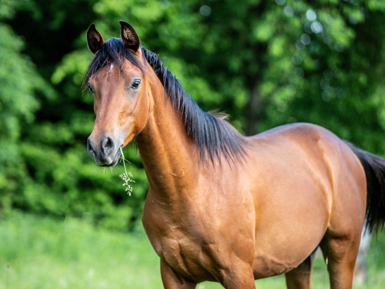 Arabiskt fullblod Hingst 1 år Brun in Herzberg am Harz