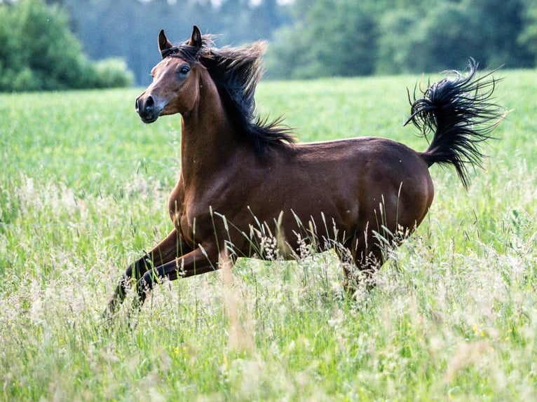 Arabiskt fullblod Hingst 1 år Brun in Herzberg am Harz