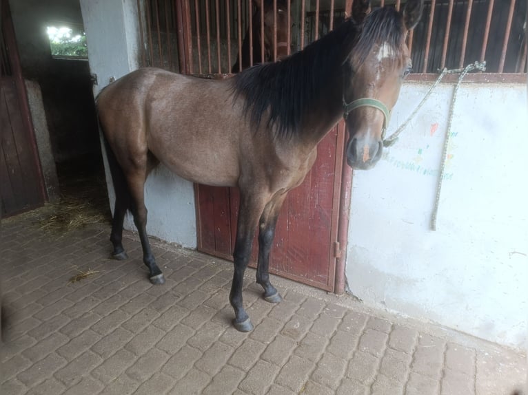 Arabiskt fullblod Hingst 1 år Grå in Bonin