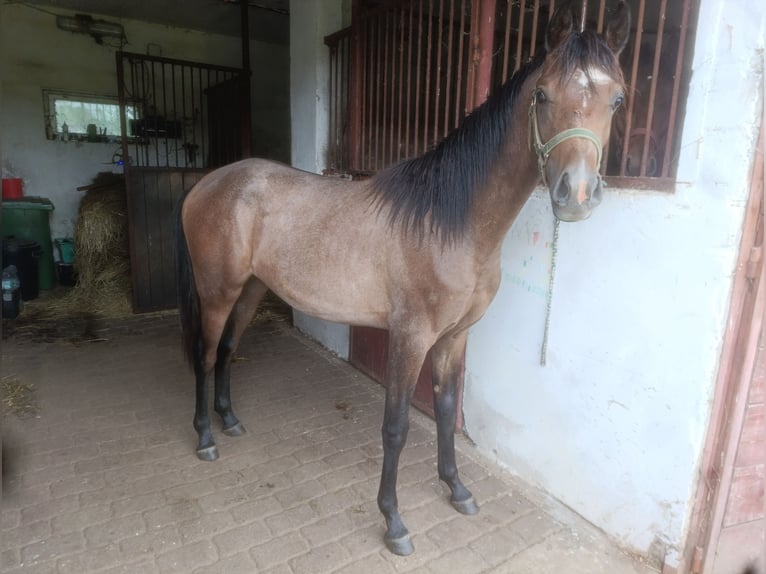 Arabiskt fullblod Hingst 1 år Grå in Bonin