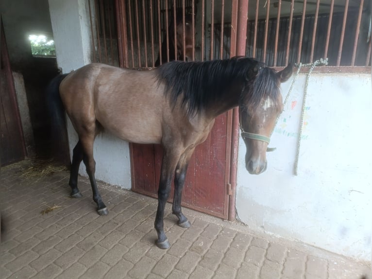 Arabiskt fullblod Hingst 1 år Grå in Bonin