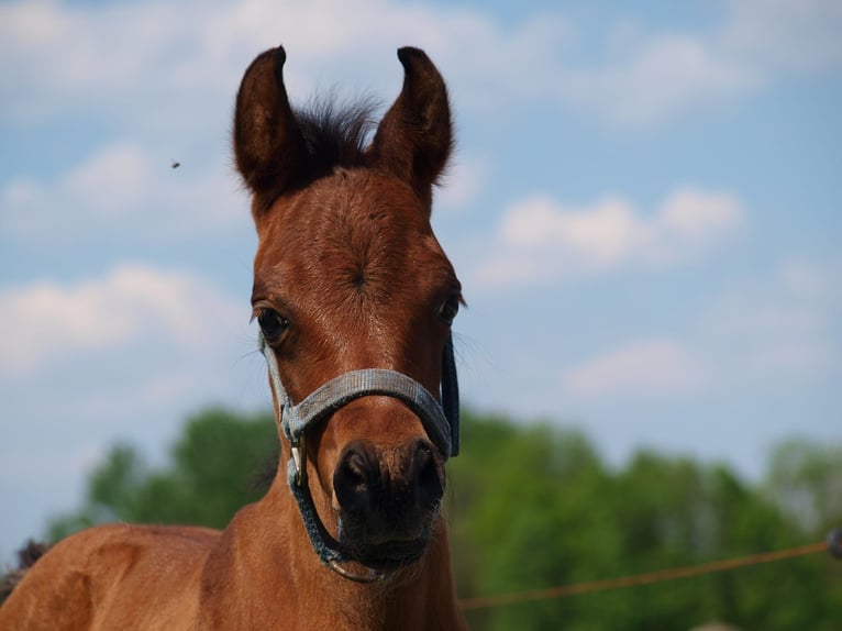 Arabiskt fullblod Hingst 1 år Mörkbrun in Zaandam