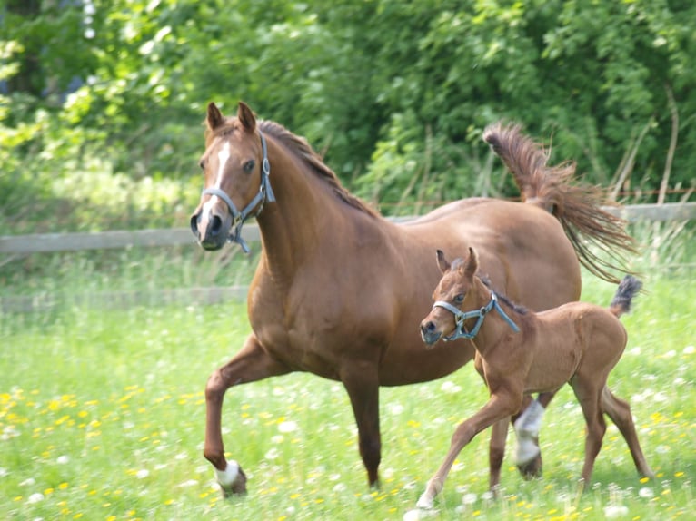 Arabiskt fullblod Hingst 1 år Mörkbrun in Zaandam