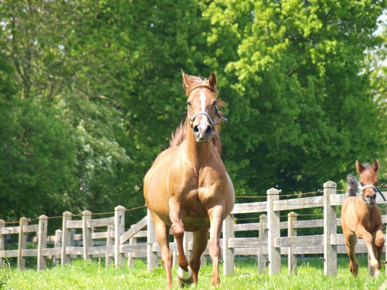 Arabiskt fullblod Hingst 1 år Mörkbrun in Zaandam