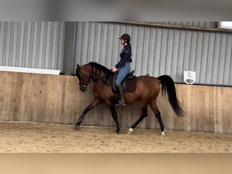 Arabiskt fullblod Hingst 1 år Mörkbrun in Zaandam