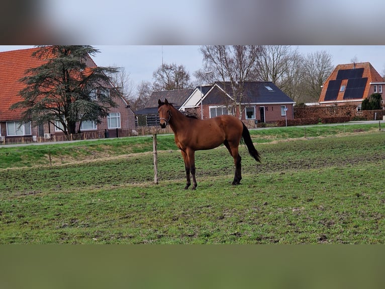 Arabiskt fullblod Hingst 2 år 156 cm Ljusbrun in Nieuwlande