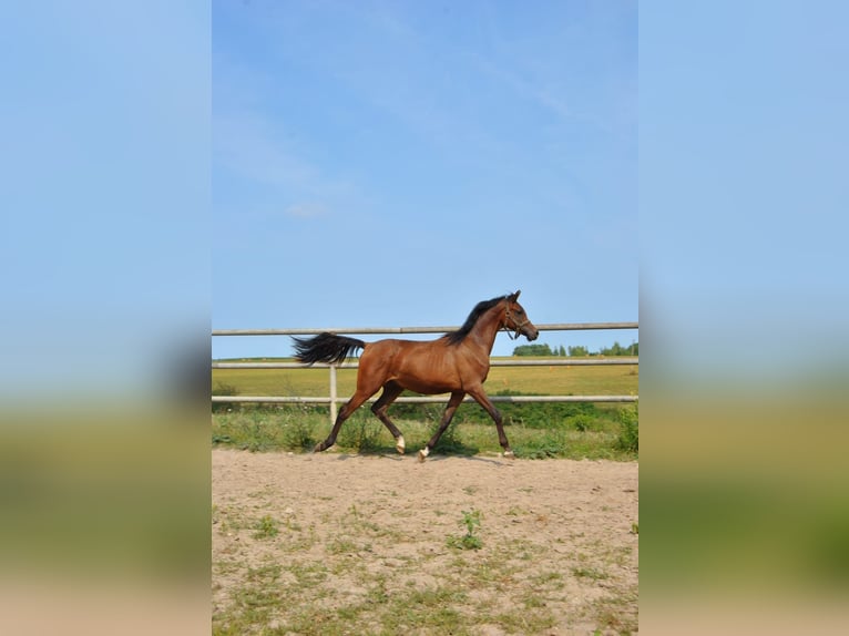 Arabiskt fullblod Hingst 2 år in Kurozwęki