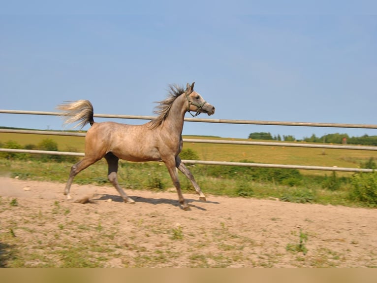 Arabiskt fullblod Hingst 2 år in Kurozwęki