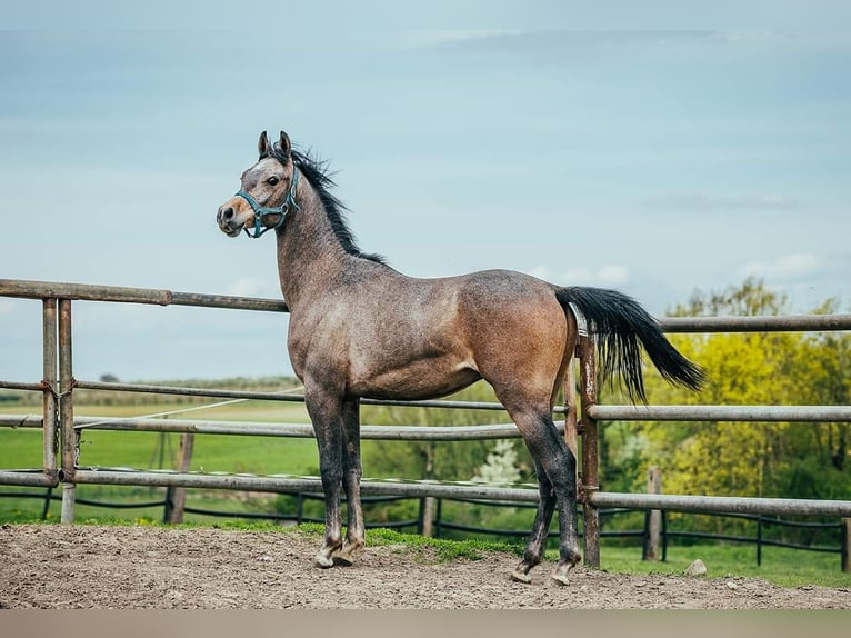 Arabiskt fullblod Hingst 2 år in Kurozwęki