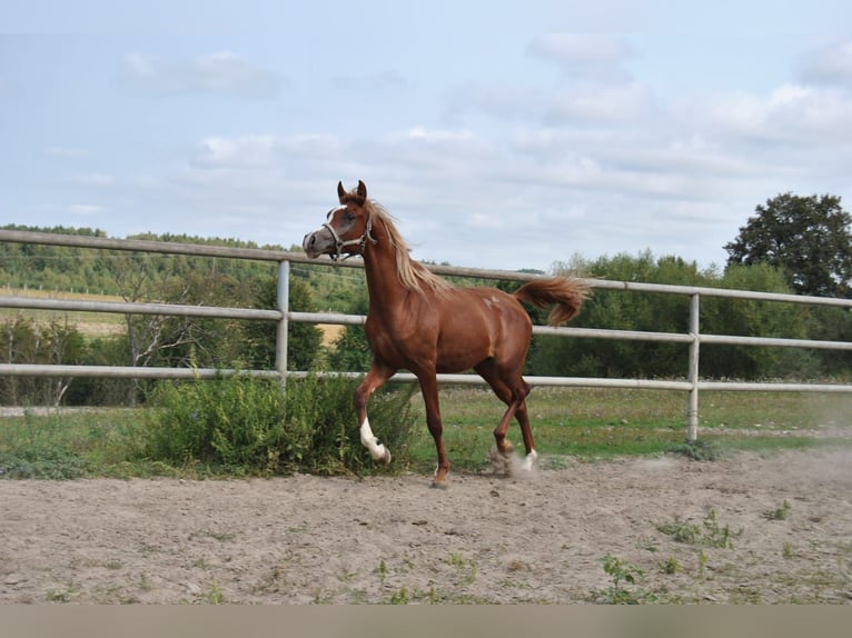 Arabiskt fullblod Hingst 2 år in Kurozwęki